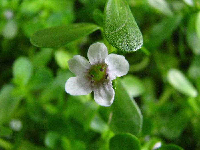 Bacopa Monnieri