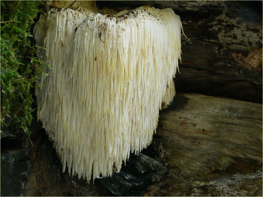 Lion's Mane